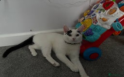 European cats for sale: European shorthair free to good home - Image 2