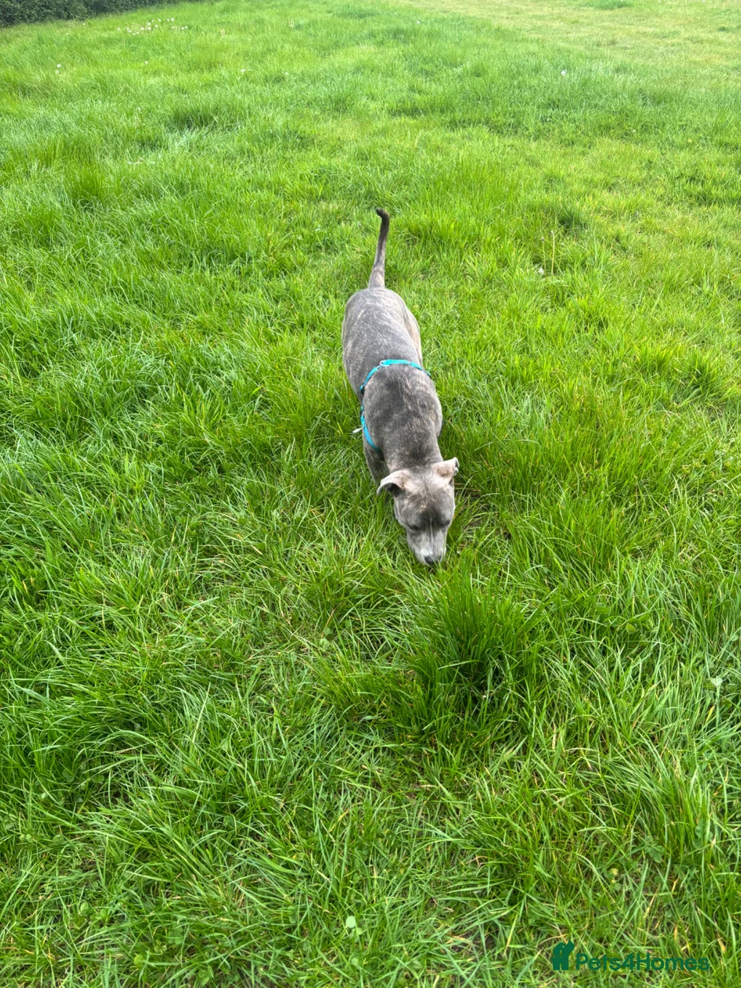 Mixed Breed dogs for sale: Skye the pocket bully x cane corso - Advert 5