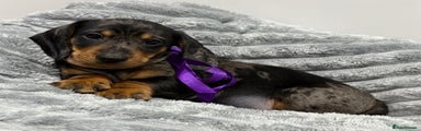 Miniature Dachshund Puppy 3