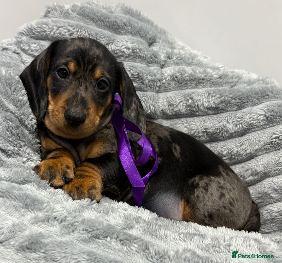 Miniature Dachshund dogs for sale: Gorgeous Miniature Dachshunds - Advert 31