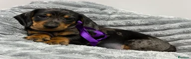 Miniature Dachshund Puppy 3