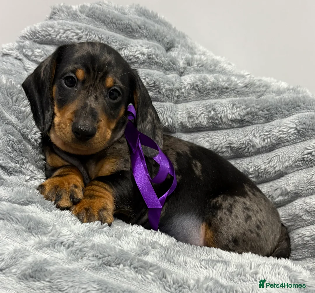 Miniature Dachshund dogs for sale: 💙One Boy ❤️One Girl Remaining Black & Tan  - Advert 18