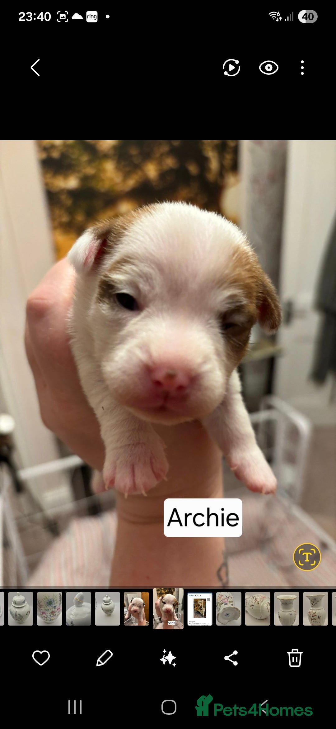 Mixed Breed dogs for sale: Beautiful Chihuahua x Jack Russell Puppies  - Advert 3