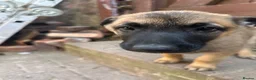 Belgian Shepherd Dog dogs for sale: Beautiful Malinois girl ready to leave - Advert 3