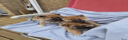 Japanese Shiba Inu dogs for sale: Last Lovely Shiba Inu Puppy, Ready for home now! - Advert 10