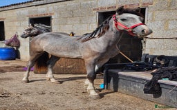 Welsh Section D horses for sale: Grey welsh D - Image 2