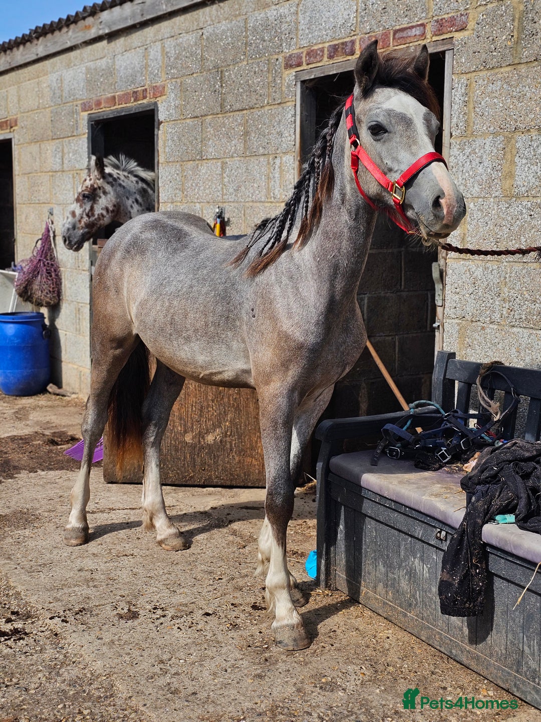 Welsh Section D horses for sale: Grey welsh D - Image 2