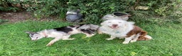 Border Collie dogs for sale: BEAUTIFUL BORDER COLLIE PUPS - Advert 36