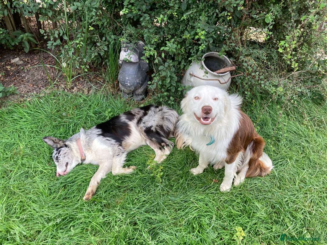 Border Collie dogs for sale: BEAUTIFUL BORDER COLLIE PUPS - Advert 36