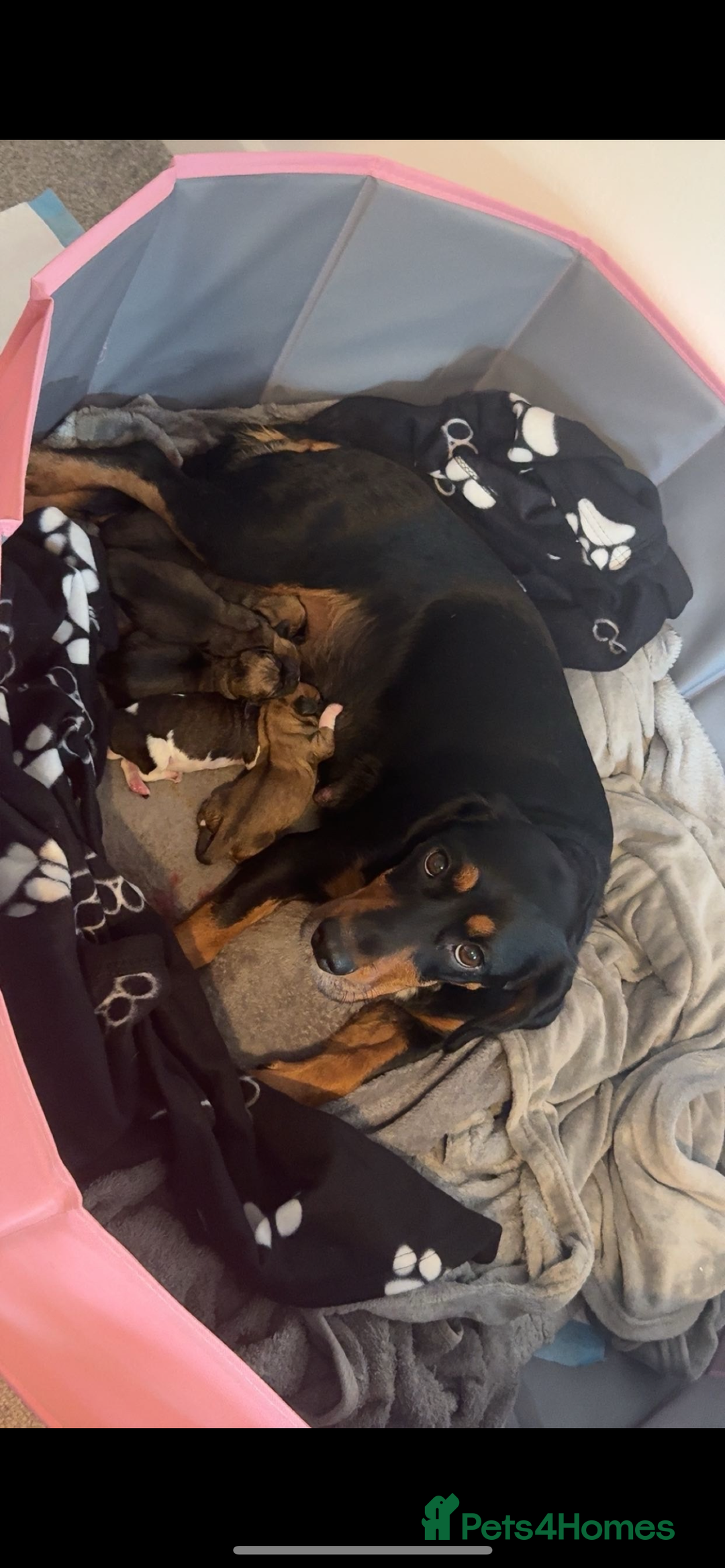 Puggle dogs for sale:  Puggle’s For Sale 🐶  - Image 13