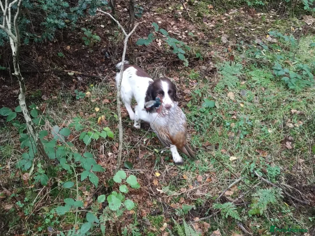 Cocker Spaniel dogs for stud: KC  health tested working cocker spaniel at stud in Malton - Advert 2