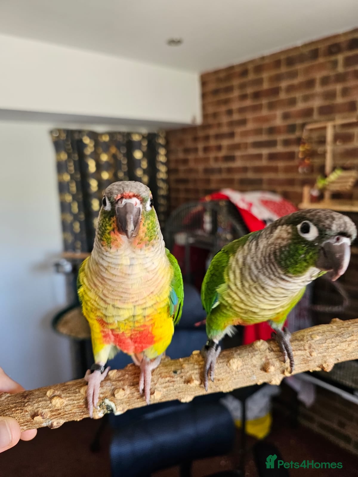 Conures birds Ricky & Cleo - Advert 1