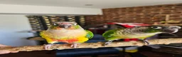 Conures birds for sale: Ricky & Cleo - Advert 1