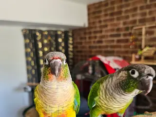 Conures birds Ricky & Cleo - Advert 1