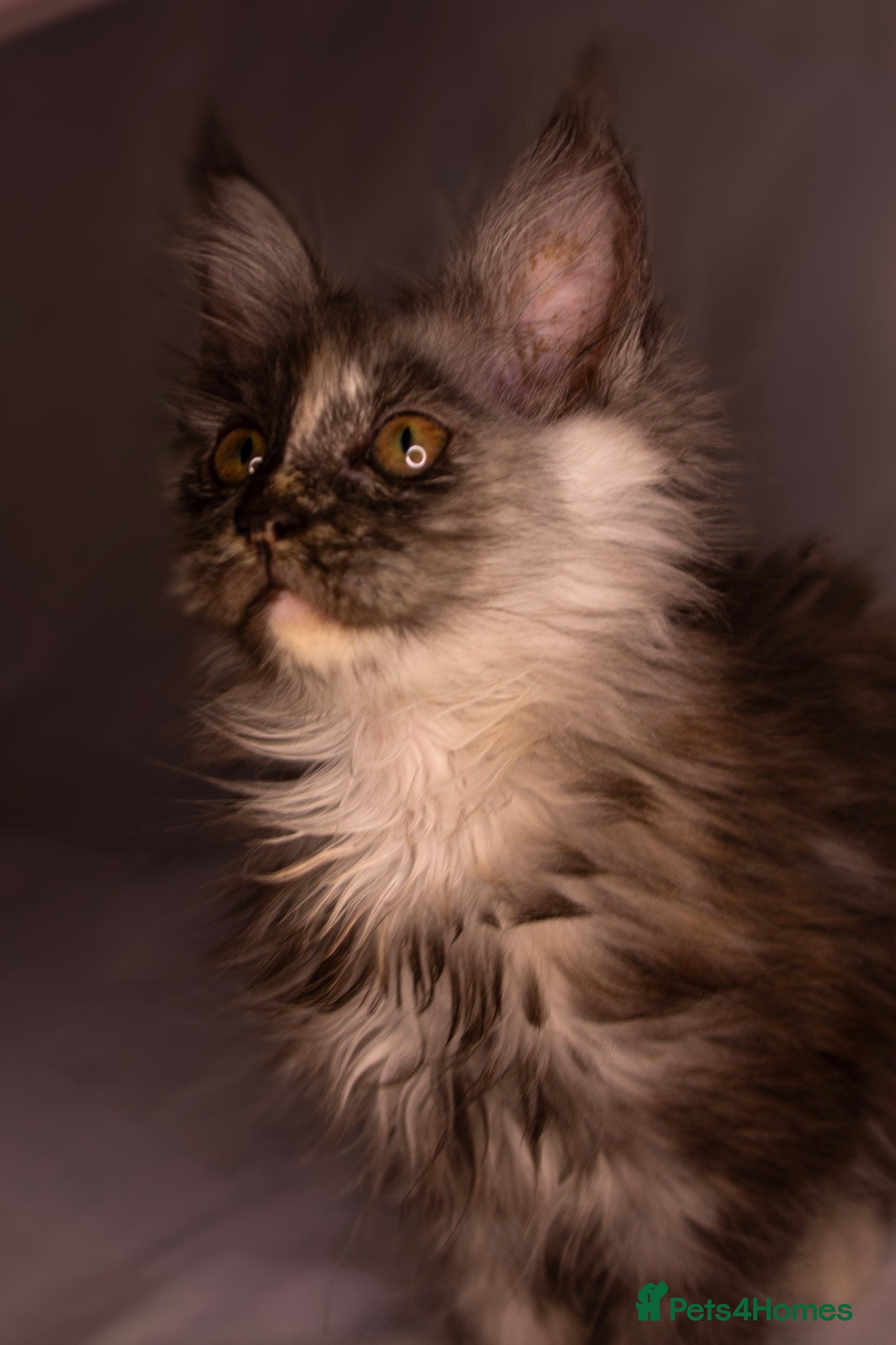Maine Coon cats READY TO LEAVE- FEMALE MAINE COON TICA REGISTERED  - Advert 9