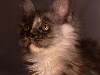 Maine Coon cats READY TO LEAVE- FEMALE MAINE COON TICA REGISTERED - Advert 12