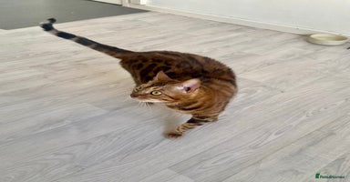 Bengal cats - Advert 6