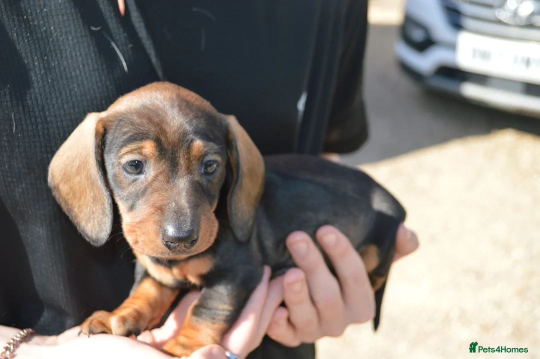 Miniature Dachshund dogs for sale: Last one available Miniature Dachshund  - Advert 2