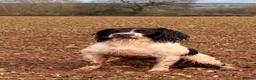 English Springer Spaniel dogs for sale: KC registered Springer Spaniel puppies - Advert 29