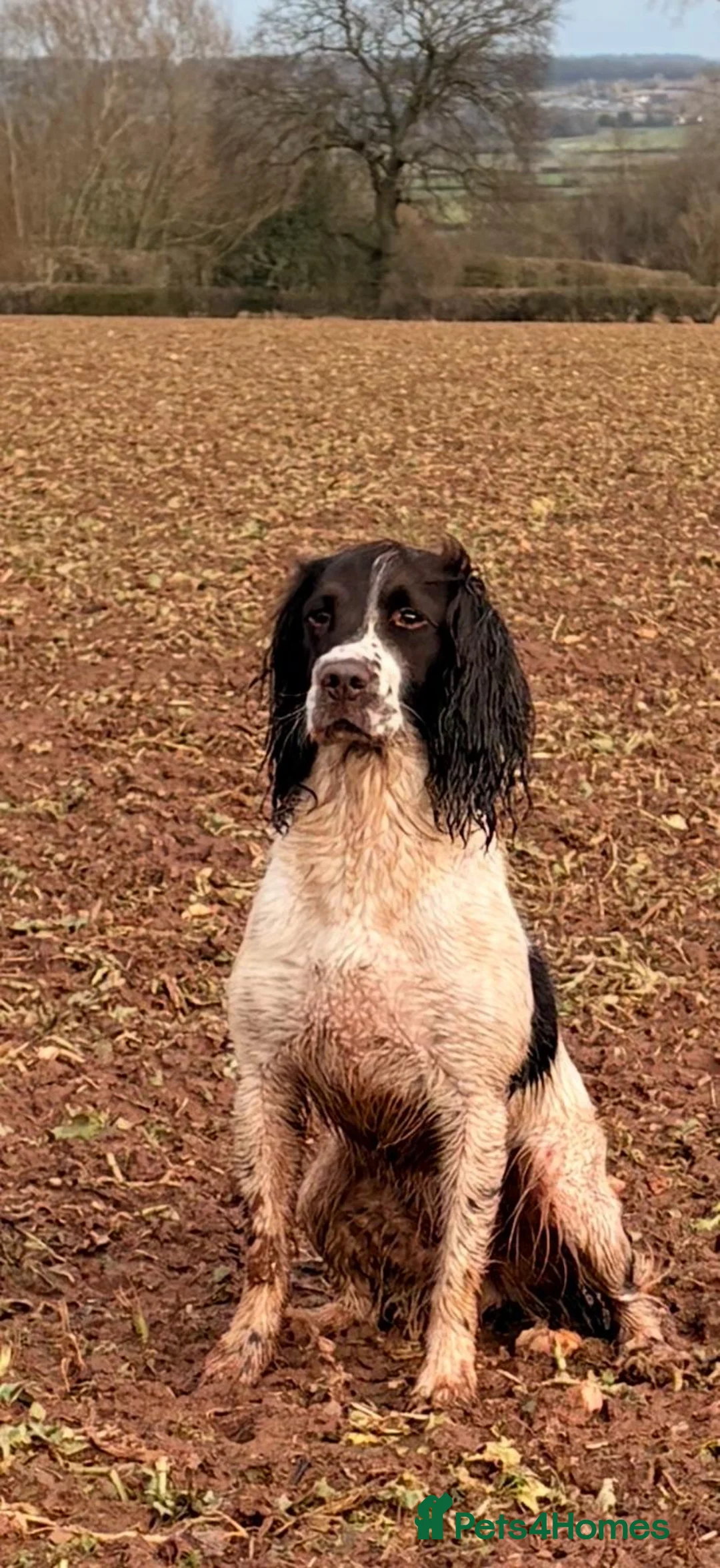 English Springer Spaniel dogs for sale: KC registered Springer Spaniel puppies - Advert 29