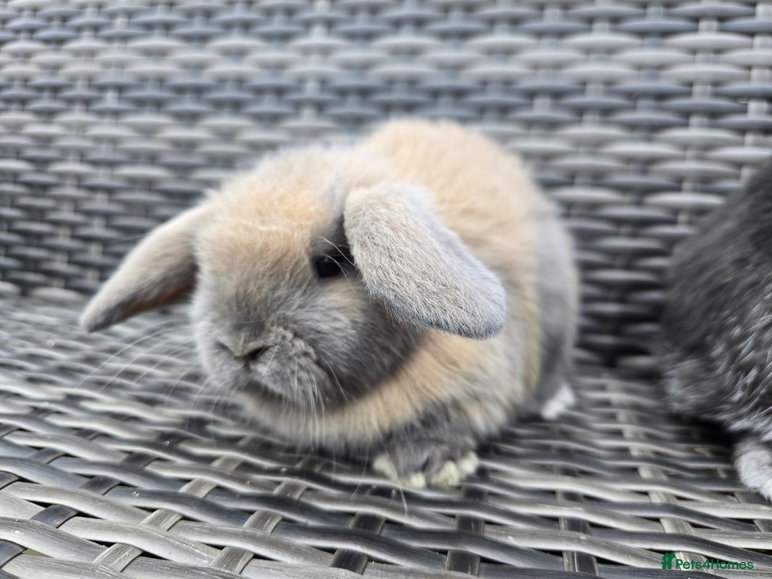 Mini Lop rabbits for sale: Beautiful mini lops bunnies  - Advert 3
