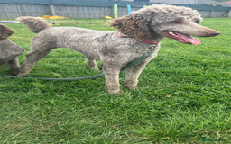Standard Poodle dogs for sale: Gorgeous Chocolate Standard Poodle Ladies  - Image 5