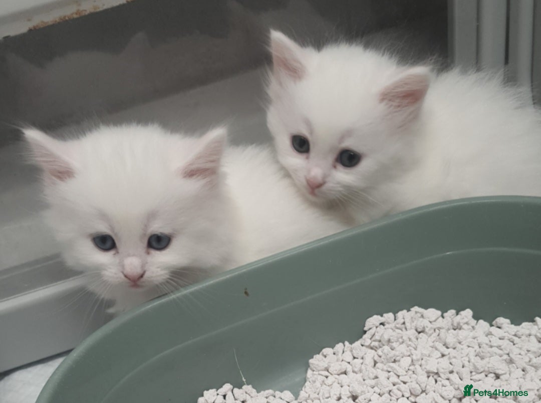 Turkish Angora cats Stunning Angoradoll kittens  - Advert 1