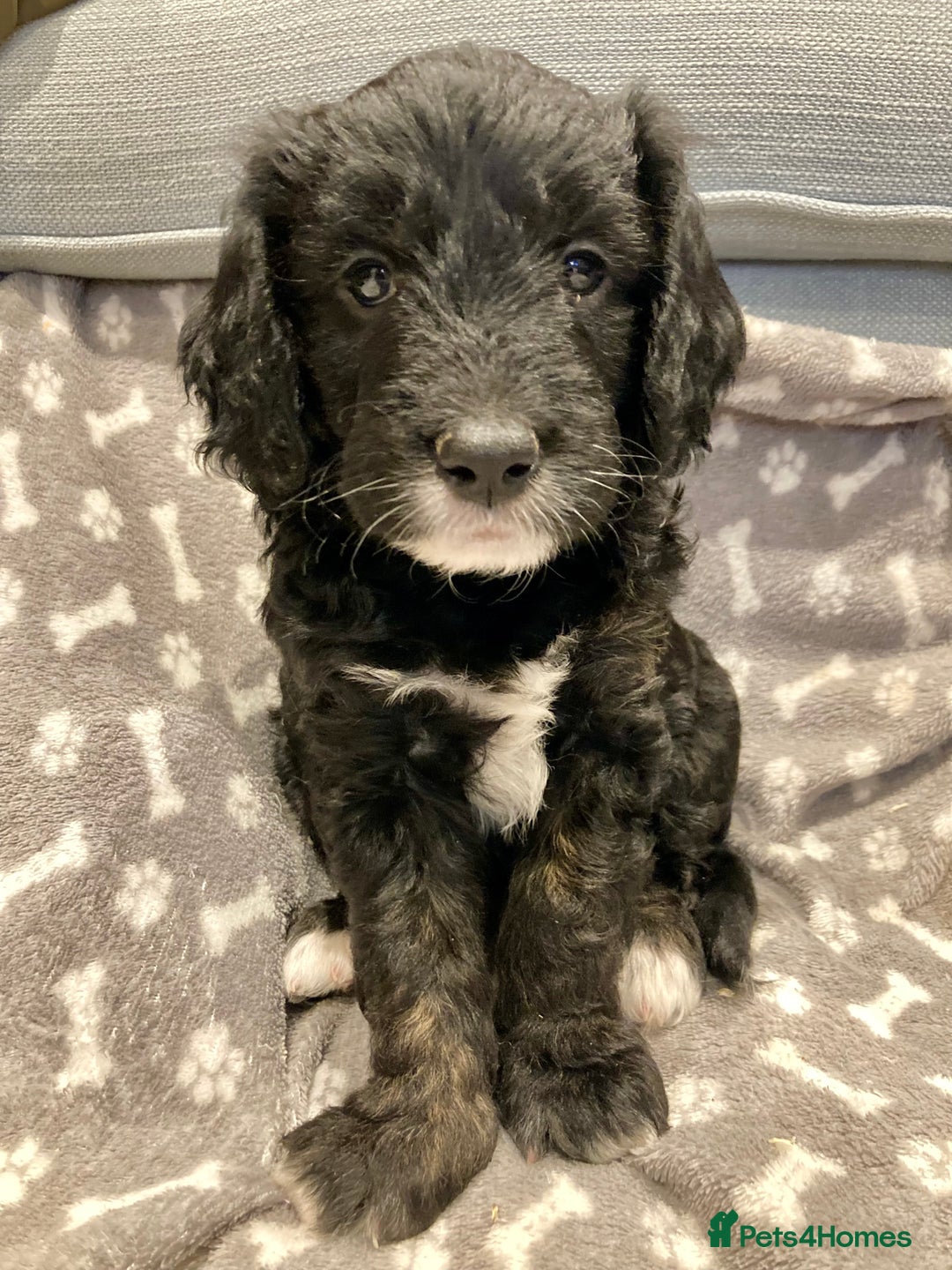 Goldendoodle dogs for sale: Miniature F1B Goldendoodle puppies - Advert 9