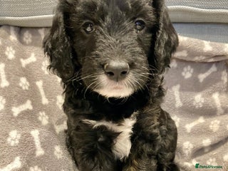 Goldendoodle dogs Miniature F1B Goldendoodle puppies - Advert 1