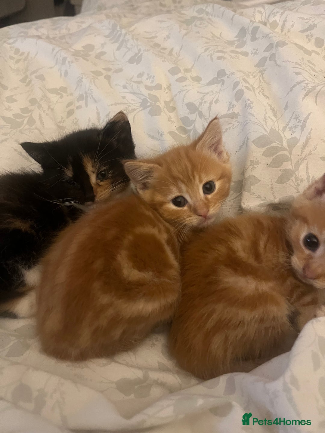 British Shorthair cats for sale: Kittens - Advert 8