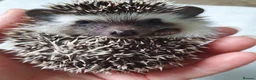 Pygmy Hedgehog rodents for sale: Full pedigree African pygmy hedgehog babies  - Advert 13
