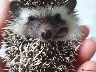 Pygmy Hedgehog rodents Full pedigree African pygmy hedgehog babies - Advert 1