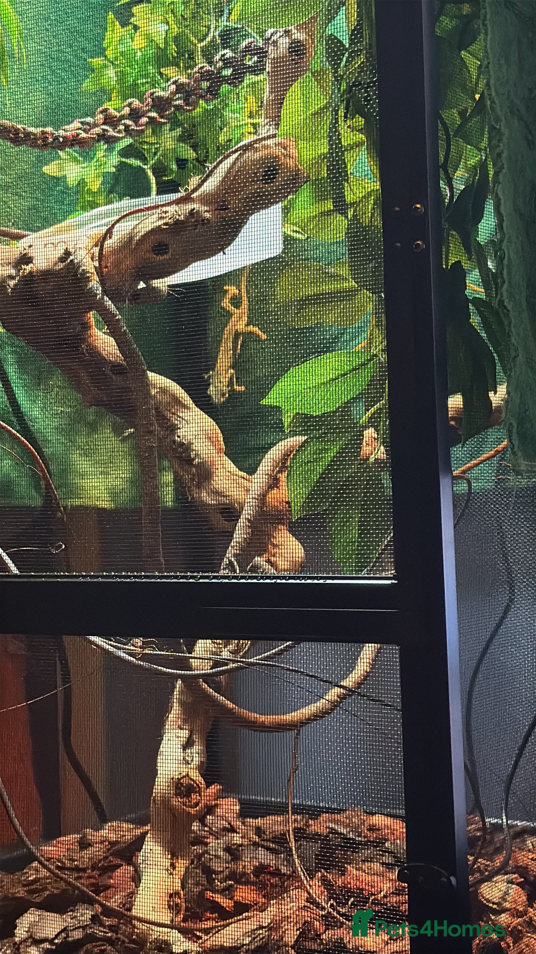 Chameleon reptiles for sale: Yemen chameleon  - Image 3