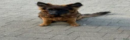 German Shepherd dogs for sale: Long coat German Shepherd - Advert 9