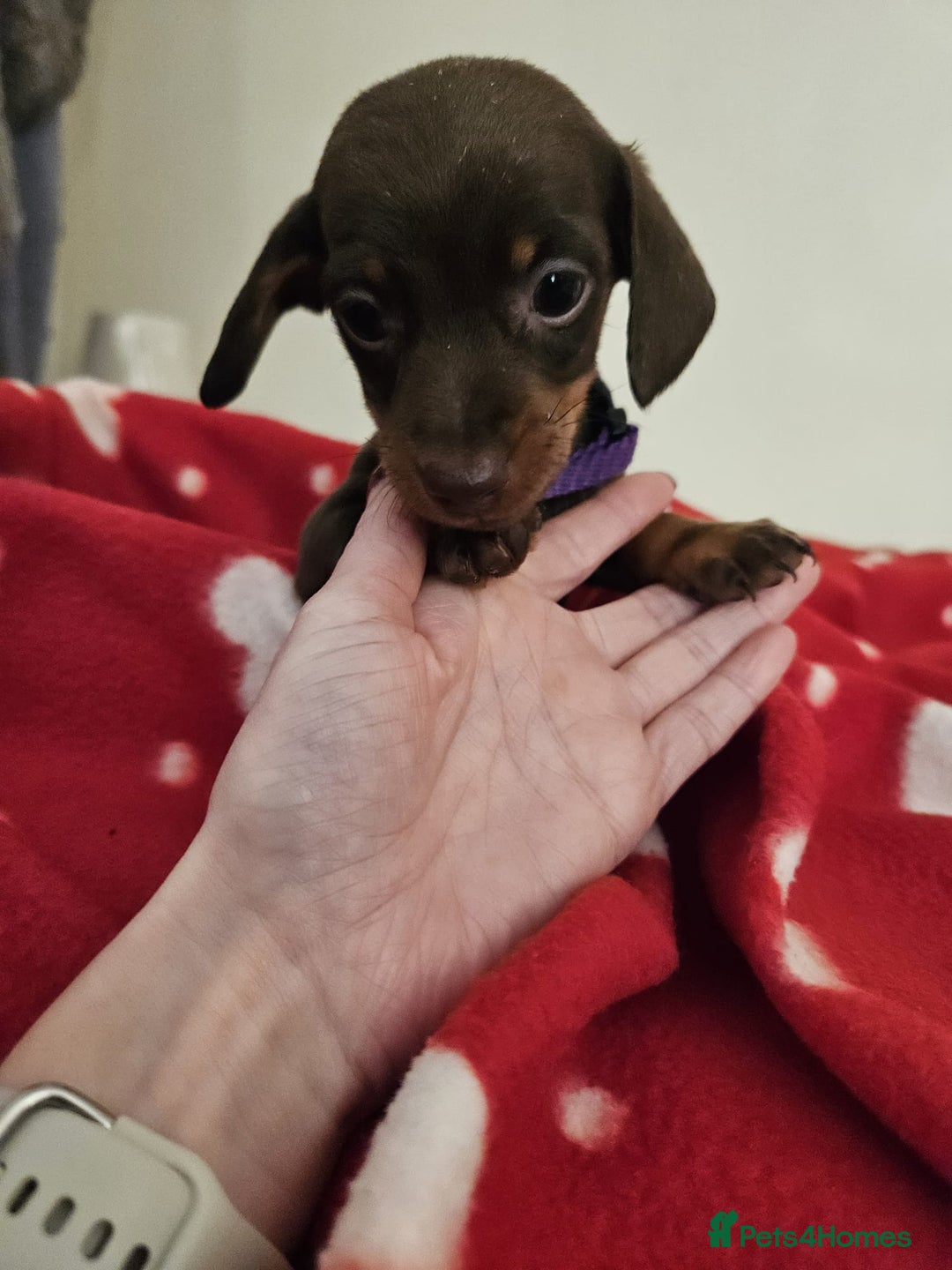 Miniature Dachshund dogs for sale: Kc Miniature dachshund  - Advert 3