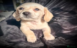 Miniature Dachshund dogs for sale: Miniature dachshund puppies  - Advert 7