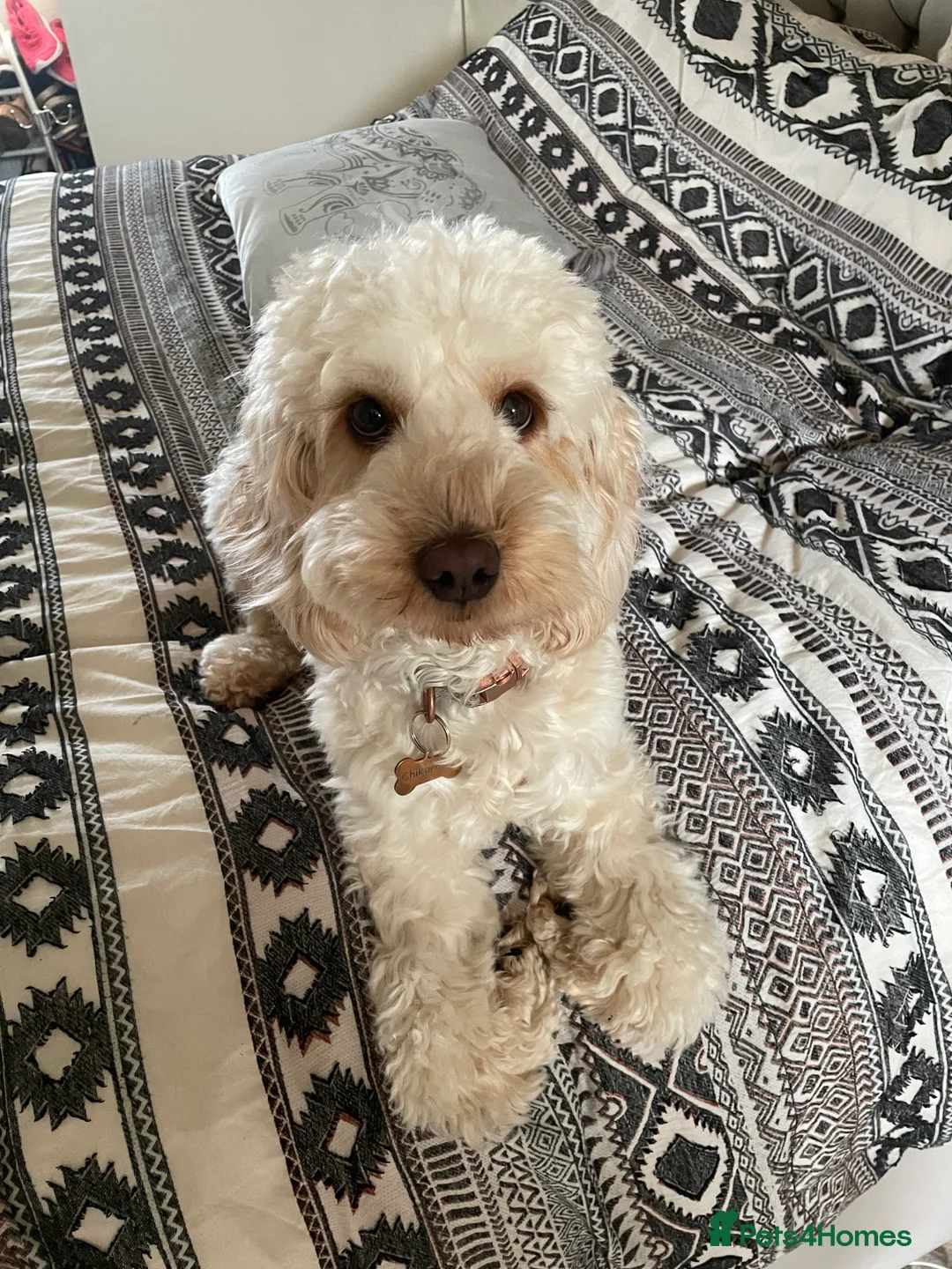 Cockapoo dogs for sale: Sweetest pet - Advert 2