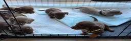 Dachshund dogs for sale: Dachshunds - Advert 2