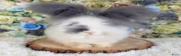 Angora rabbits for sale: Vaccinated Angoras ~ Ready Now in Plymouth - Advert 7