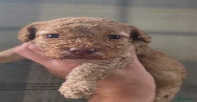 Cockapoo dogs - Advert 1