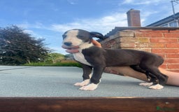 Whippet dogs for sale: 3 beautiful whippets  - Image 3