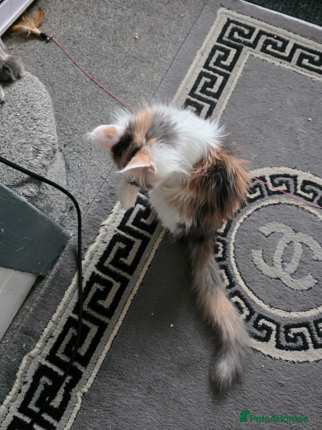 Maine Coon cats for sale: MAINE COON KITTENS PRICE IS FOR BOTH - Advert 8