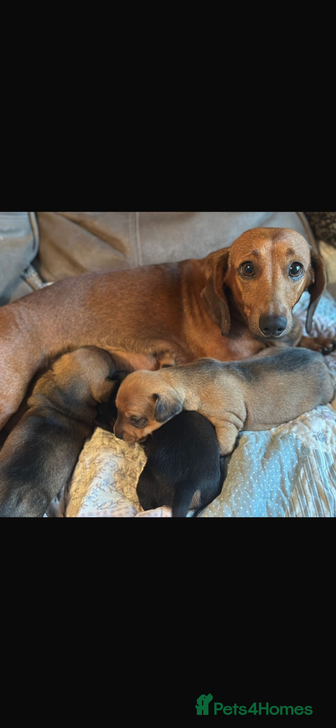 Dachshund dogs for sale: Miniature dachshund puppies  - Image 12