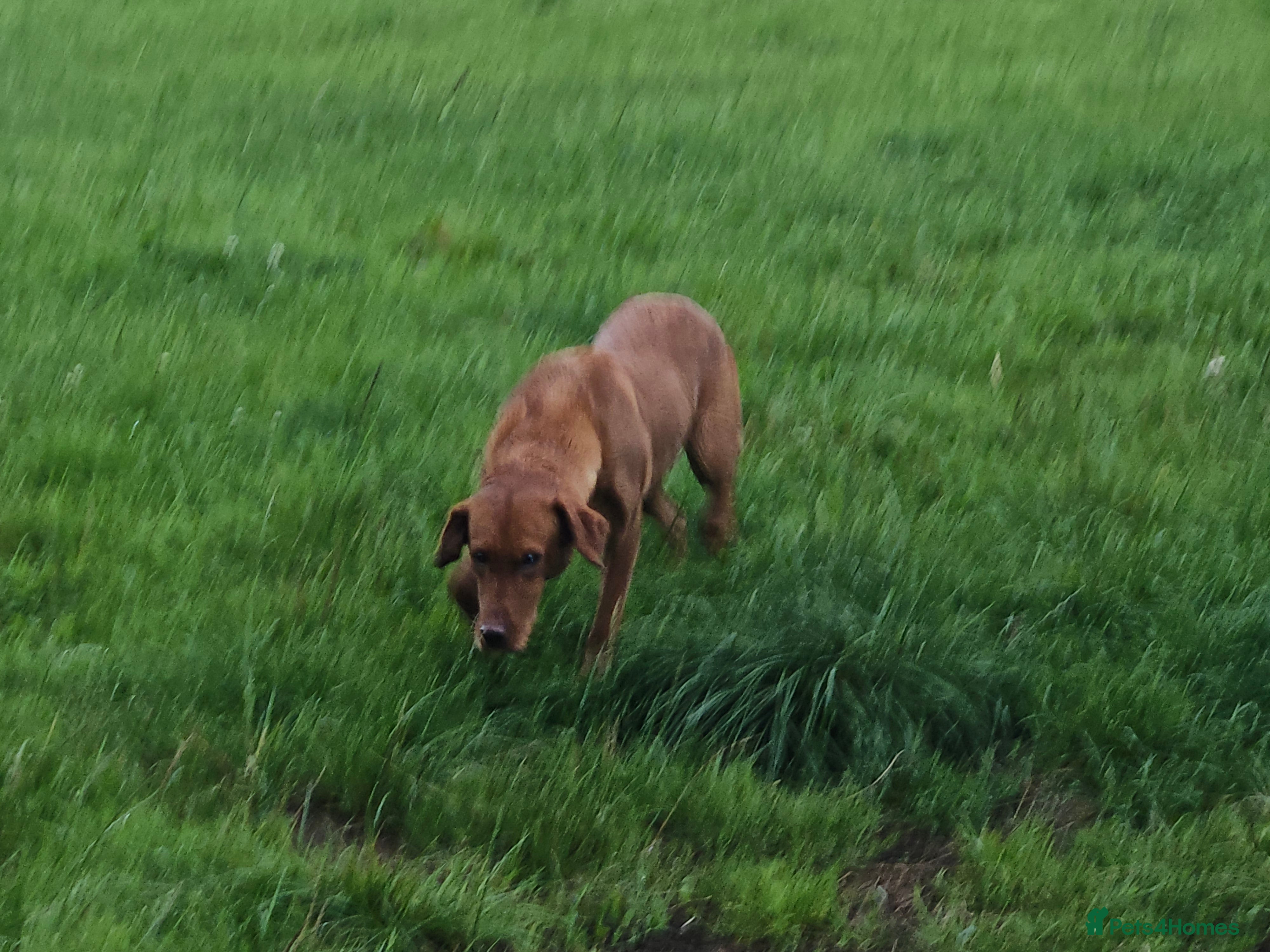 Labrador Retriever dogs 6 fox red labradors - Advert 1