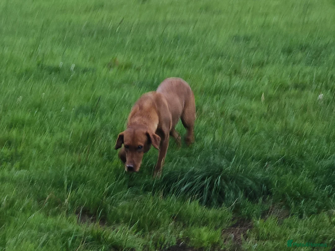 Labrador Retriever dogs for sale: 6 fox red labradors - Advert 1