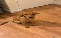 Labrador Retriever dogs for sale: Female red fox labrador - Advert 4