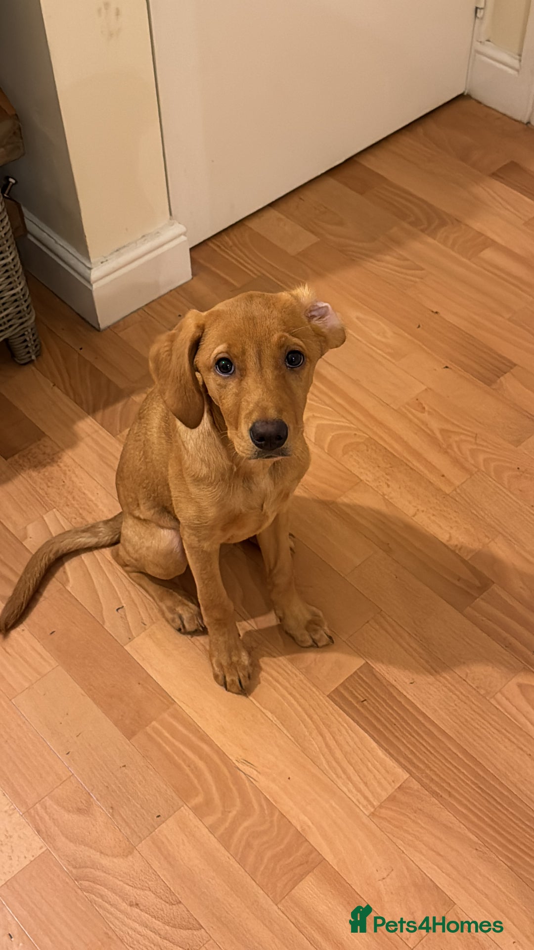 Labrador Retriever dogs for sale: Female red fox labrador - Advert 4