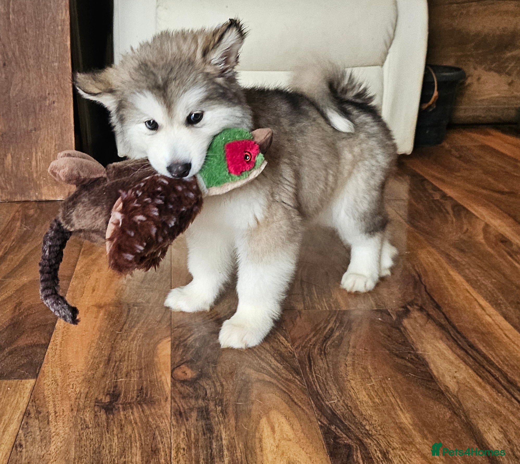 Alaskan Malamute dogs Alaskan Malamute puppy - Advert 2