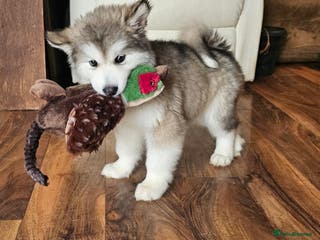 Alaskan Malamute dogs Full Alaskan Malamute puppy - Advert 15