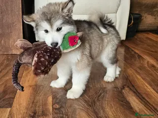 Alaskan Malamute dogs Full Alaskan Malamute puppy - Advert 2